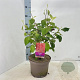 Cornus alba 'Sibirica' 60-80 cm 5,0L