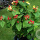 Hypericum i. 'Rheingold' 20-30 cm P13