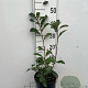 Photinia fraseri 'Red Robin' 40-50 cm 3,0L