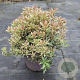 Pieris jap. 'Little Heath' 25-30 cm 5,0L