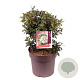 Viburnum tinus 40 cm 15L