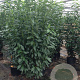 Prunus lusitanica 'Genolia 175-200 cm 25L
