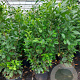 Prunus I. 'Rotundifolia' 150-175 cm 25L