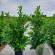 Prunus I. 'Rotundifolia' 150-175 cm 25L