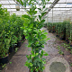Prunus I. 'Rotundifolia' 175-200 cm 25L