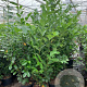 Prunus I. 'Rotundifolia' 175-200 cm 25L