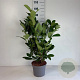 Prunus I. 'Rotundifolia' 60-80 cm 5,0L