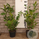 Prunus I. 'Rotundifolia' 60-80 cm 5,0L