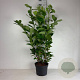 Prunus I. 'Rotundifolia' 80-100 cm 10L