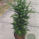 Taxus baccata 60-80 cm 10L