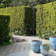 Taxus media 'Hillii' 60-80 cm 4,0L