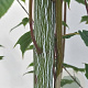 Acer davidii 'Viper' 250-300 cm container meerstammig
