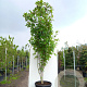 Acer davidii 'Viper' 250-300 cm container meerstammig