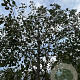 Alnus glutinosa 16-18 HO draadkluit
