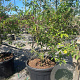 Amelanchier lamarckii 200-250 cm container meerstammig