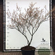 Amelanchier lamarckii 200-250 cm container meerstammig