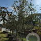 Amelanchier lamarckii 300-350 cm draadkluit meerstammig