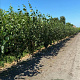 Betula utilis 'Doorenbos' 200-250 cm container meerstammig