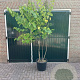 Cercis canadensis 200-250 cm container meerstammig