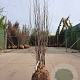 Cercis siliquastrum 200-250 cm draadkluit meerstammig