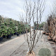 Cercis siliquastrum 200-250 cm draadkluit meerstammig