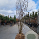 Cercis siliquastrum 200-250 cm draadkluit meerstammig