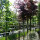 Fagus syl. 'Atropunicea' 10-12 HO draadkluit