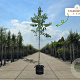 Heptacodium miconioides 175-200 cm container meerstammig
