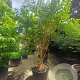 Heptacodium miconioides 200-250 cm container meerstammig