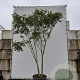 Koelreuteria paniculata 350-400 cm draadkluit meerstammig