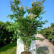 Lagerstroemia 'Natchez' 175-200 cm container meerstammig
