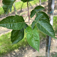 Malus 'Evereste' 10-12 HO container