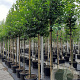 Malus 'Evereste' 12-14 HO container