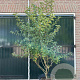 Malus 'Red Sentinel' 200-250 cm container meerstammig