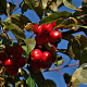 Malus 'Red Sentinel' 200-250 cm container meerstammig