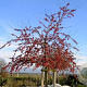 Malus 'Red Sentinel' 200-250 cm container meerstammig