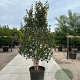 Parrotia persica Persian Spire 150-175 cm container 