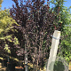 Prunus cer. 'Nigra' 300-350 cm container meerstammig