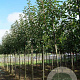 Prunus padus 14-16 HO draadkluit