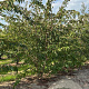 Prunus subh. 'Autumnalis Rosea' 200-250 cm container meerstammig