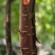 Prunus serrula 200-250 cm container meerstammig