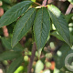 Prunus serrula 200-250 cm container meerstammig