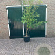 Prunus ser. 'Kanzan' 200-250 cm container meerstammig
