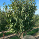 Prunus ser. 'Kanzan' 200-250 cm container meerstammig