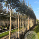 Sorbus auc. 'Sheerwater Seedling' 12-14 HO container