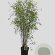 Fargesia angustissima 150-175 cm 10L
