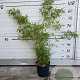 Fargesia rufa 60-80 cm 5,0L