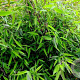 Fargesia 'Winter Joy' 60-80 cm 5,0L