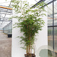 Phyllostachys Aureosulcata "Aureocaulis" ** 200-250 cm 18L