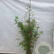 Phyllostachys aurea 150-175 cm 10L